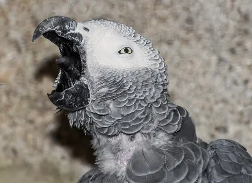 African grey parrot, photo 2 of 3