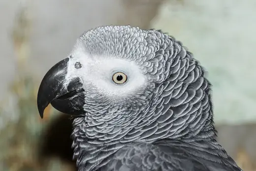African grey parrot, photo 3 of 3