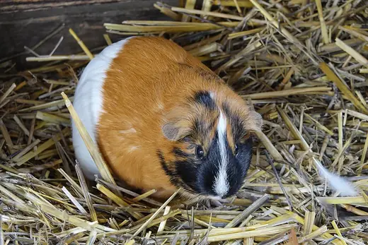 Guinea pig, photo 1 of 3