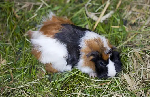 Guinea pig, photo 2 of 3