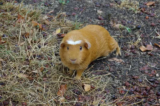 Guinea pig, photo 3 of 3