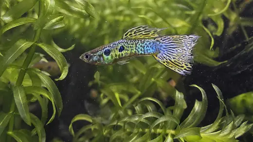 Guppy, photo 1 of 3