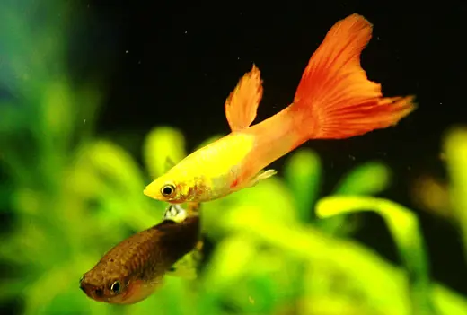 Guppy, photo 2 of 3