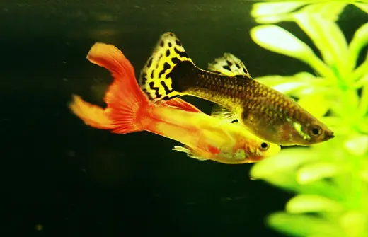 Guppy, photo 3 of 3