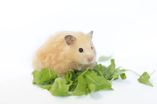 Syrian hamster, photo 1 of 3