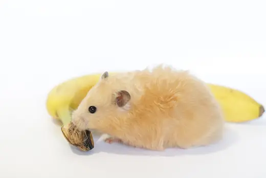 Syrian hamster, photo 2 of 3