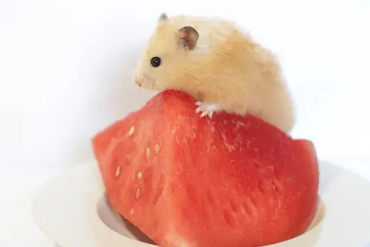 Syrian hamster, photo 3 of 3