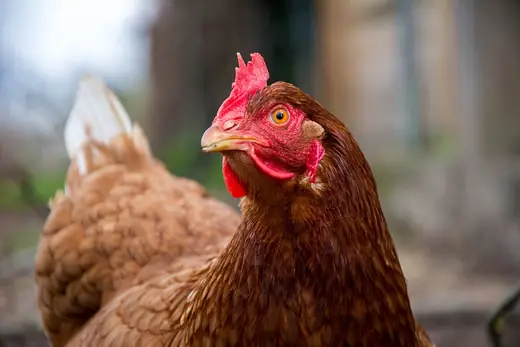 Pet hen, photo 1