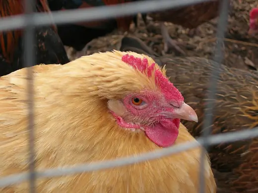 Pet hen, photo 2