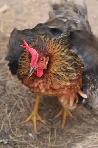 Pet hen, photo 3