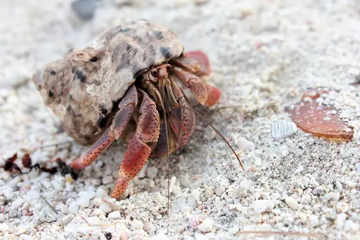 Land hermit crab, photo 1 of 3