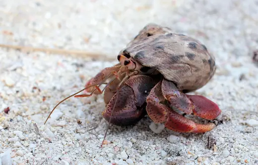 Land hermit crab, photo 2 of 3