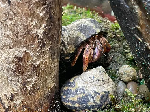 Land hermit crab, photo 3 of 3