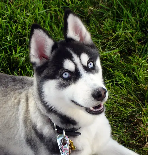 Siberian husky, photo 1 of 3