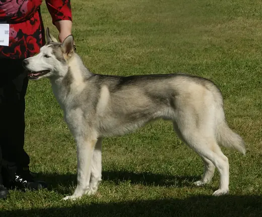 Siberian husky, photo 2 of 3