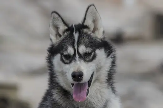 Siberian husky, photo 3 of 3