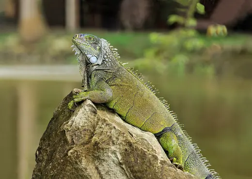 Green iguana, photo 1 of 3