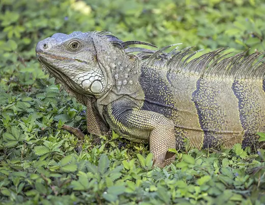 Green iguana, photo 2 of 3