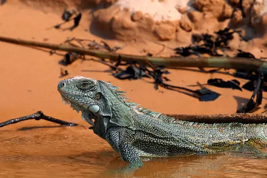 Green iguana, photo 3 of 3