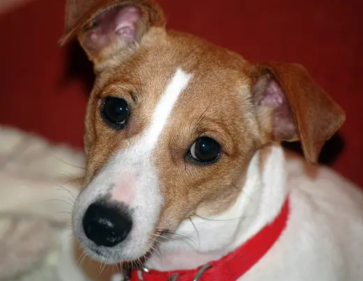 Jack Russell terrier, photo 1 of 3