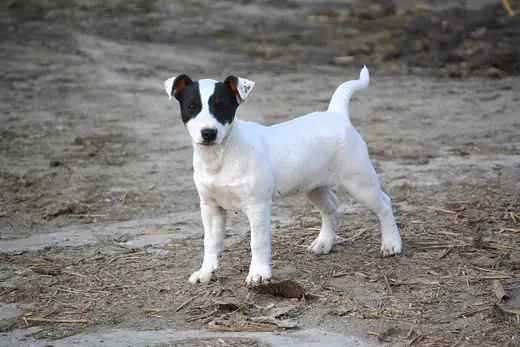 Jack Russell terrier, photo 2 of 3