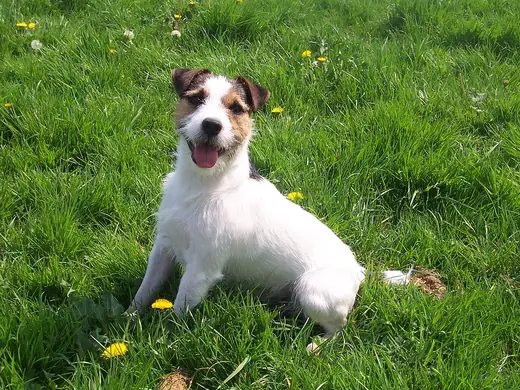 Jack Russell terrier, photo 3 of 3