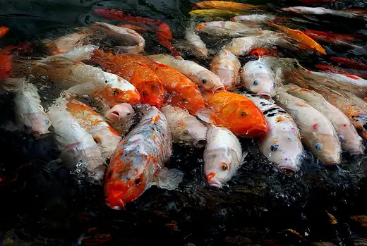 Koi carp, photo 1 of 3