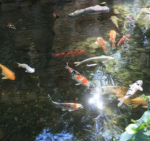 Koi carp, photo 2 of 3