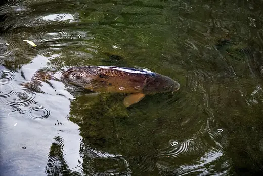 Koi carp, photo 3 of 3