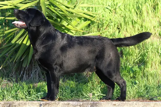 Labrador retriever, photo 1 of 3