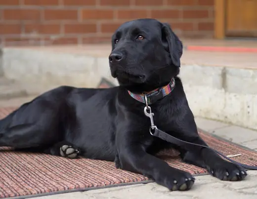 Labrador retriever, photo 2 of 3