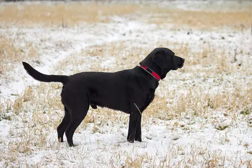 Labrador retriever, photo 3 of 3