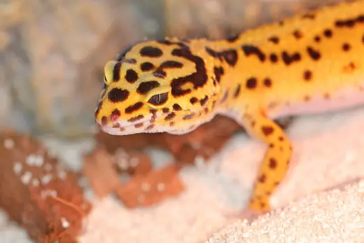 Leopard gecko, photo 1 of 3
