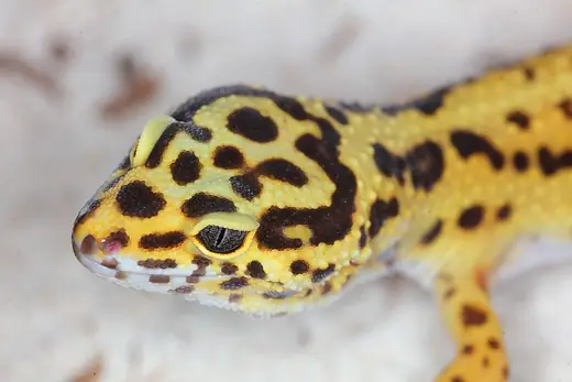 Leopard gecko, photo 2 of 3