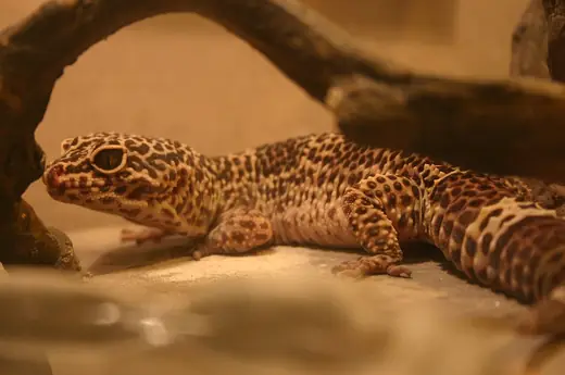 Leopard gecko, photo 3 of 3