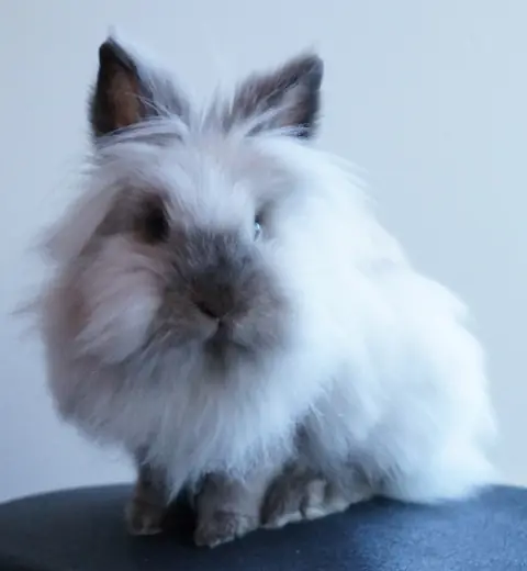 Lionhead rabbit, photo 1 of 3