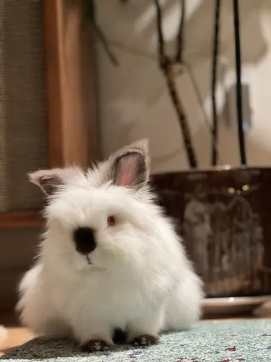Lionhead rabbit, photo 2 of 3
