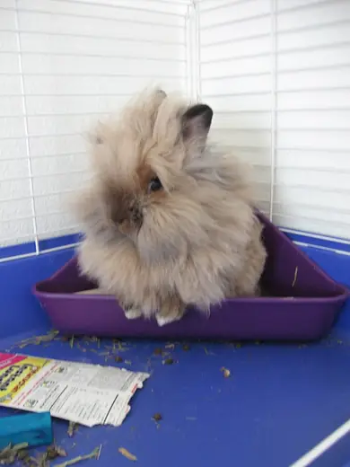 Lionhead rabbit, photo 3 of 3