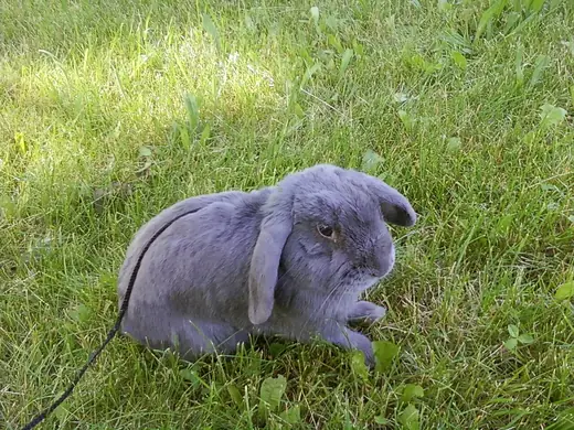 Mini lop, photo 1 of 3