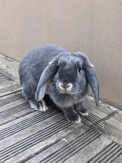 Mini lop, photo 2 of 3
