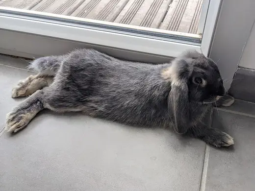 Mini lop, photo 3 of 3