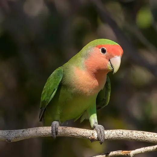 Peach-faced lovebird, photo 1 of 3