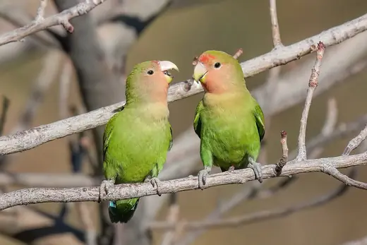 Peach-faced lovebird, photo 2 of 3