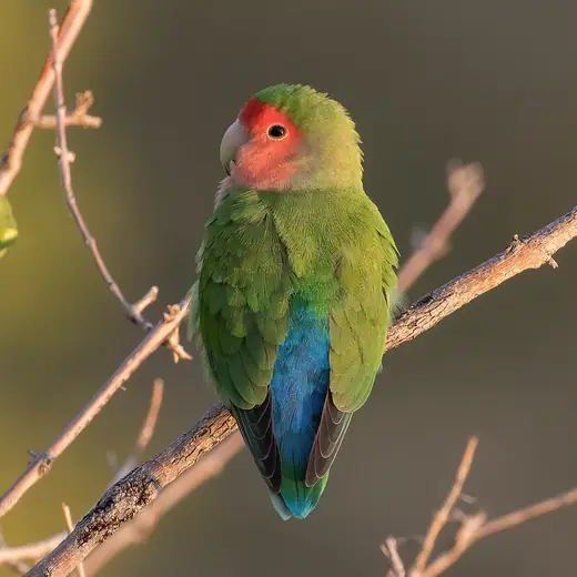Peach-faced lovebird, photo 3 of 3