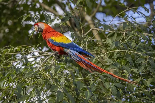 Scarlet macaw, photo 1 of 3
