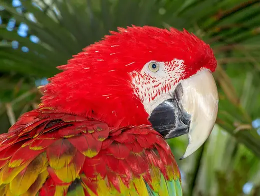 Scarlet macaw, photo 2 of 3