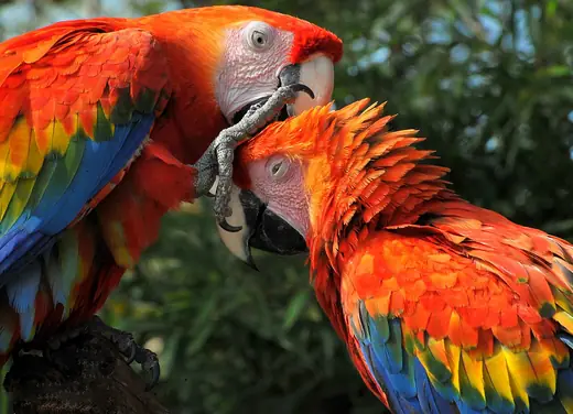 Scarlet macaw, photo 3 of 3