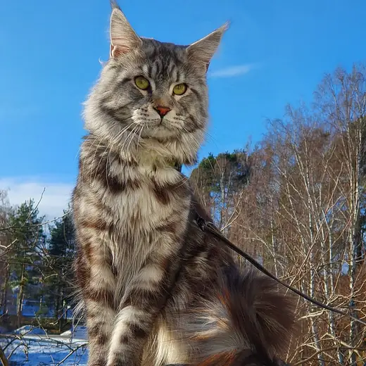 Maine Coon, photo 1 of 3