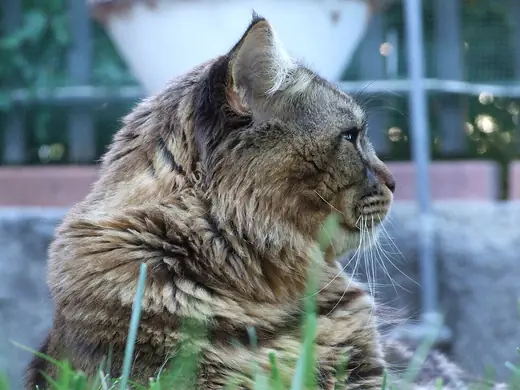 Maine Coon, photo 2 of 3