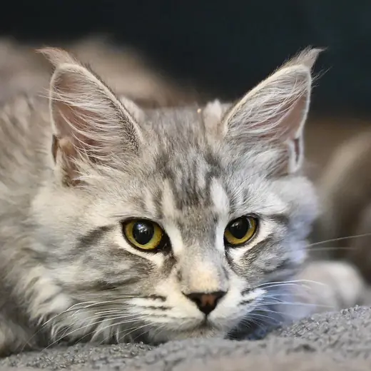 Maine Coon, photo 3 of 3